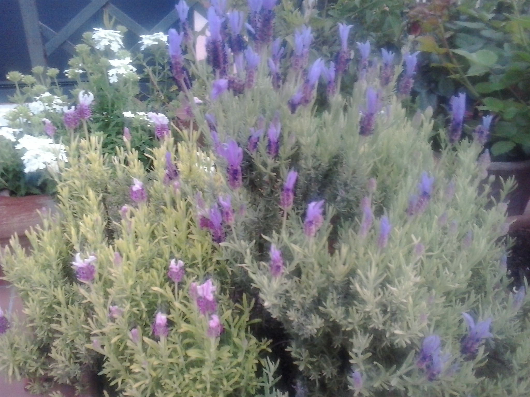 Lavanda: caratteristiche e utilizzo di questa pianta